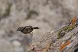 Alpenbraunelle (3)